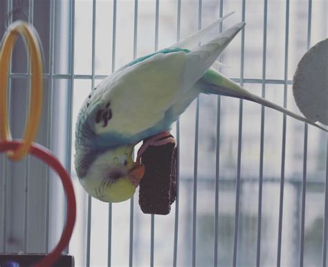 Best Budgie Toys Reviewed for 2022 - Petz