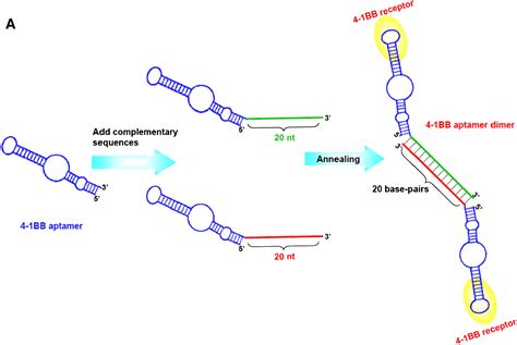 Bivalent Aptamers Deliver the Punch: Chemistry & Biology