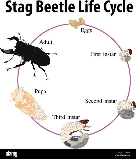 Life Cycle Of A Stag Beetle | Images and Photos finder