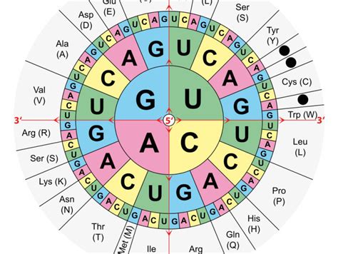 Amino Acids table Wikimedia Commons - Biosciences Area