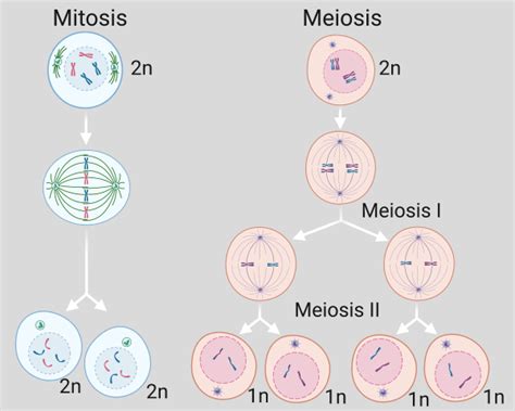 Rewiring cell division to make eggs and sperm | Department of Biology