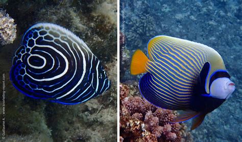 Angelfish Identification Guide | Snorkeling Report