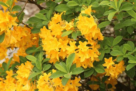 The Prettiest Yellow Flowering Shrubs for Your Yard - Birds and Blooms