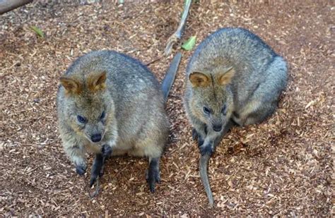 Quokka - Description, Habitat, Image, Diet, and Interesting Facts