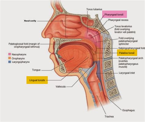 Tonsillitis and Adenoiditis - Causes, Diagnosis and Treatment