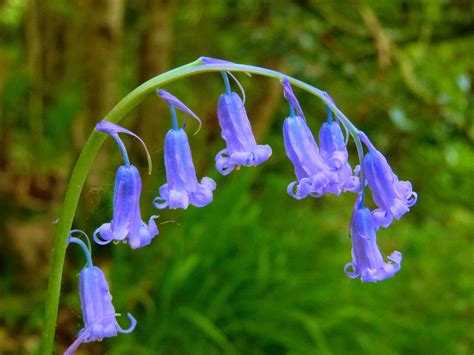 » Biodiversity Group: Plant of the Month – The Bluebell