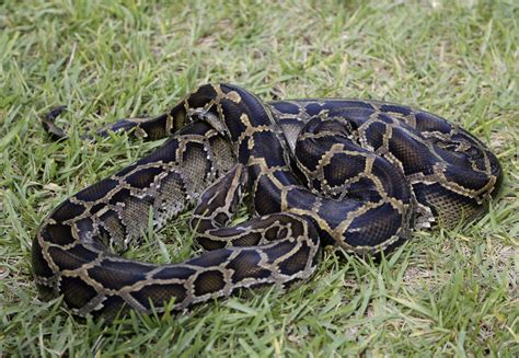 106 Burmese pythons captured in Florida hunt - CBS News