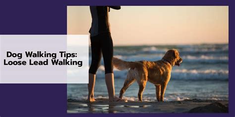 Dog walking tips: Loose lead walking - Richmond Valley Veterinary Practice