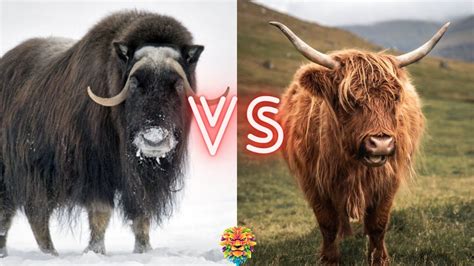 Musk Ox VS Yak. Who Will Win The Fight? in 2022 | Who will win, Musk ox ...