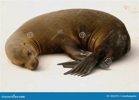 Sea-lion sleeping stock image. Image of peace, female - 12222731