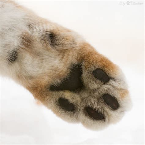 lynx paw | This picture of a lynx paw I've made by a visit a… | Flickr