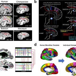 (PDF) Imaging evolution of the primate brain: the next frontier?