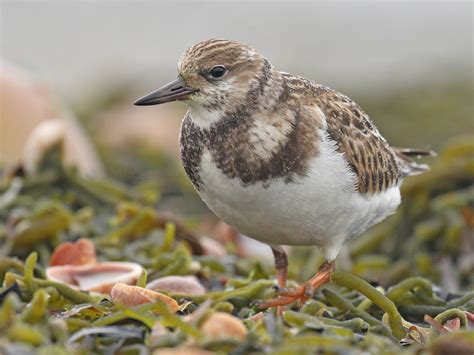 Ruddy Turnstone - eBird