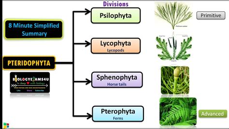 Classification of Pteridophytes with Example | Plant Classification ...