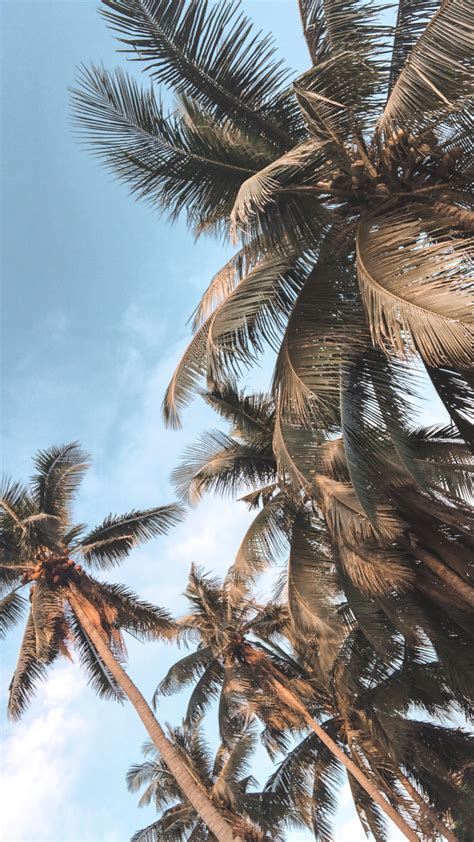 Tropical palm trees in El Nido, the Philippines Strand Wallpaper, Palm ...