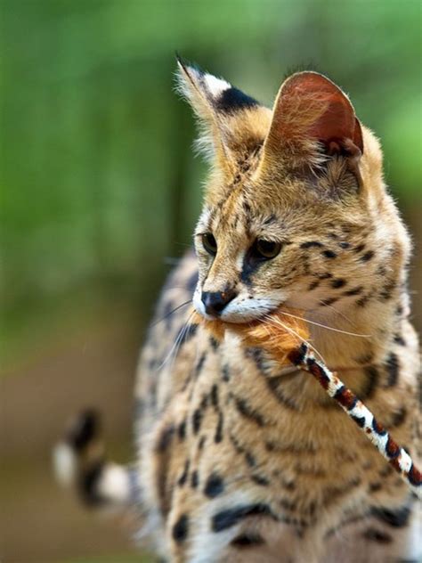 Can You Buy A White Serval? | Soapboxie