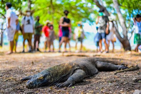 Jelang KTT ASEAN, Pelaku Wisata Protes Tarif Pulau Komodo Naik 1.000% ...