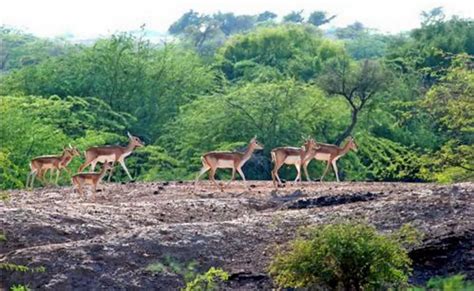 List of Popular Wildlife Sanctuaries in Bihar - meraapnabihar