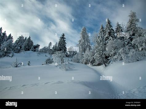 Winter forest landscape, Switzerland Stock Photo - Alamy