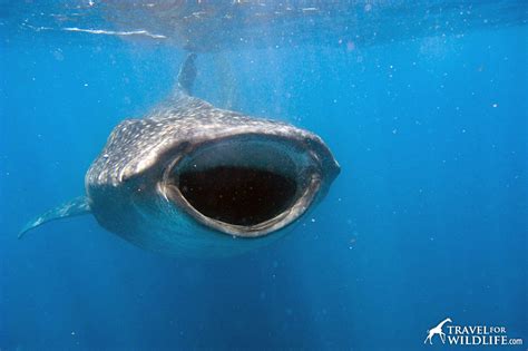 Do Whale Sharks Have Teeth? – Travel For Wildlife