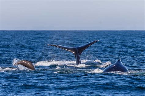 Learn About Marine Mammals | The Marine Mammal Center