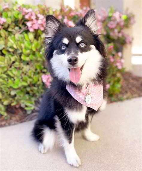 11 Pomeranian Mixes Full of Personality