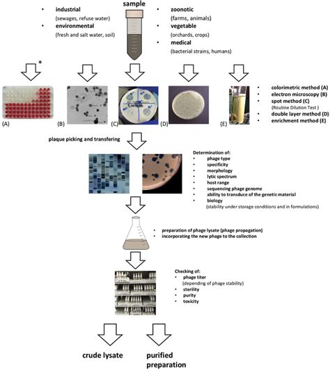 Steps in phage isolation for therapeutic purposes. | Download ...