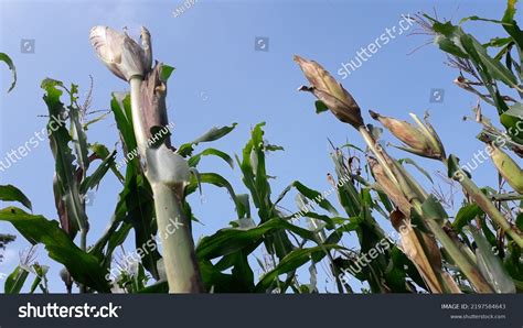 44 Kebun Jagung Images, Stock Photos & Vectors | Shutterstock