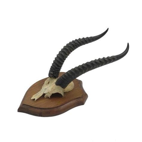 taxidermy; Horns Dorcas gazelle - DeMuseumwinkel.com