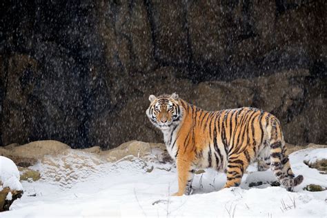 Siberian Tiger Photos