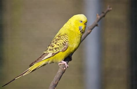 Budgie Names – The 500 Most Popular Names for Budgies | PetPress