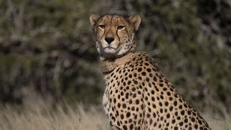 When is Cheetah Family And Me on TV? - Discover Wildlife