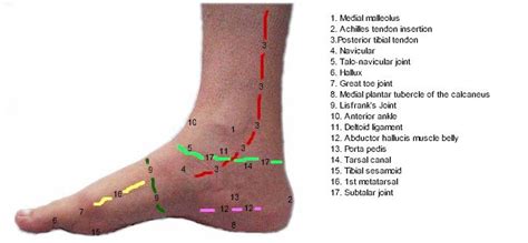 Anatomy of the medial foot and ankle | MyFootShop.com