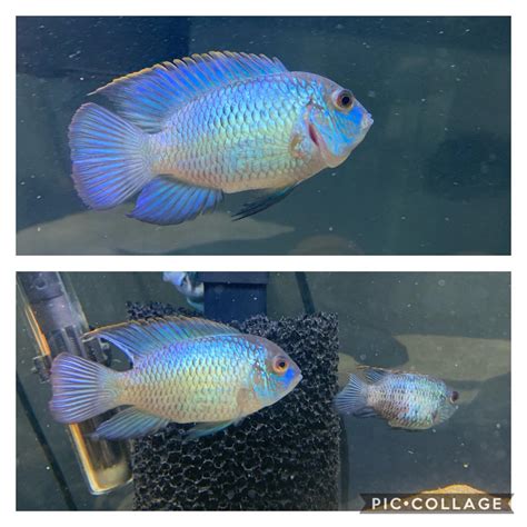 My breeding pair of Electric Blue Acara : r/Cichlid