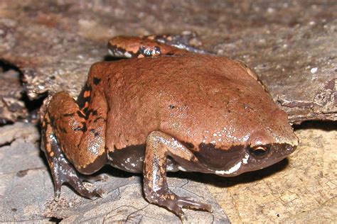 Frogs and Toads of Texas