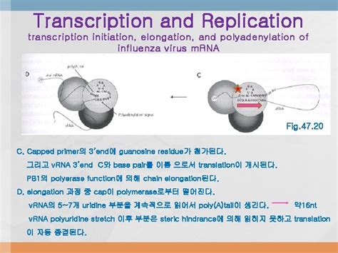 Orthomyxoviridae The viruses and their replication stages of