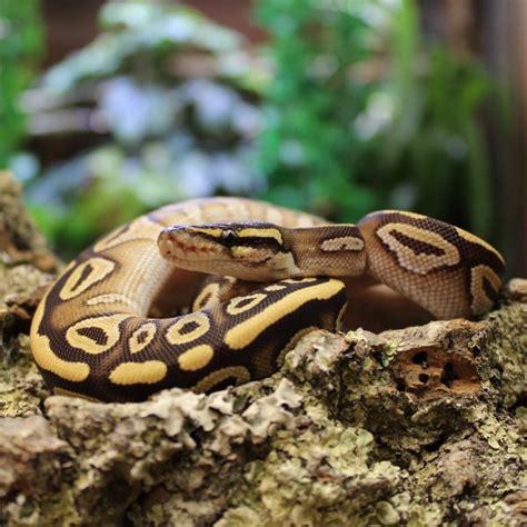 Staff Training - Feeding Snakes | Evolution Reptiles