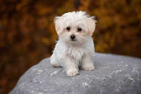 Maltese Puppies: The Ultimate Guide for New Dog Owners | The Dog People ...