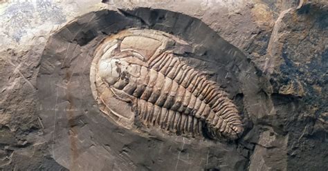 Fossil of giant sea creature discovered in South Australia | Sea ...