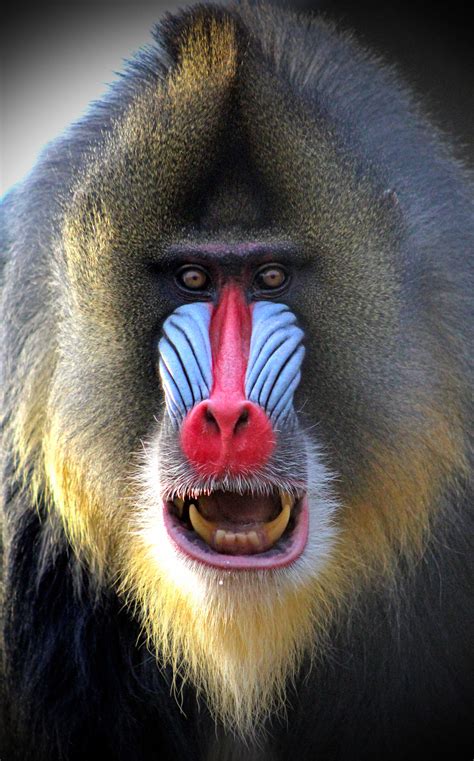 Mandrill Baboon