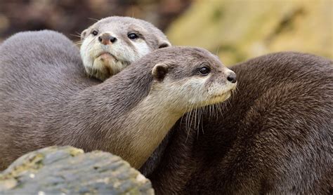 🦦 SeaQuest’s Guide to Otters - Learn about the world's otters! 🦦