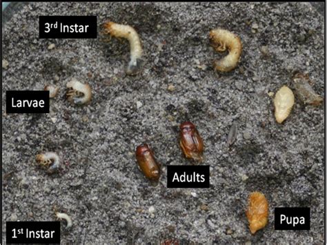 Root-feeding Pests of Cranberries — Plant & Pest Advisory