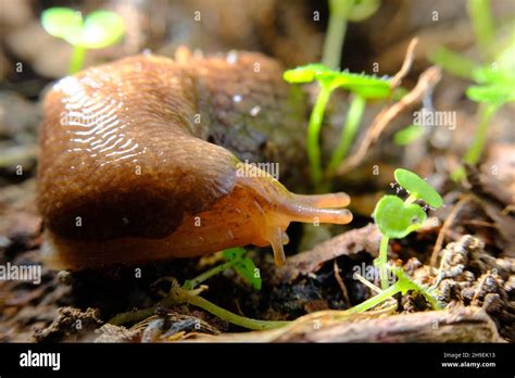 Common garden slug slithers along natural forest floor habitat Stock ...