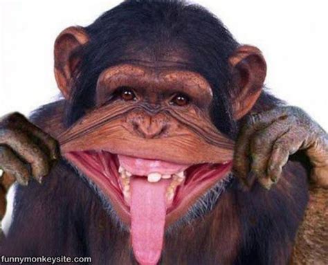 Making A Funny Face - Funny Monkey Pictures