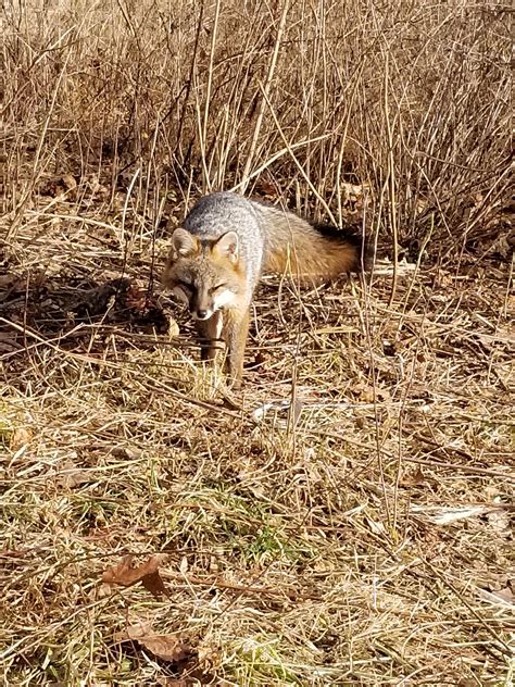 Just started trapping this year. Got my first catch this morning ...