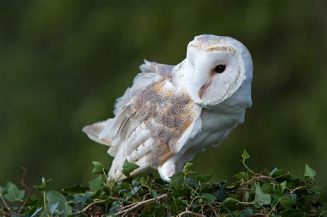 Owls In Tennessee: 8 Must-See Species In This State