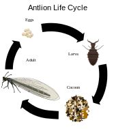 Antlion - Wikipedia