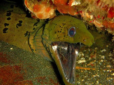 Moray Eel (Muraenidae) | Incredible Facts | A-Z Animals