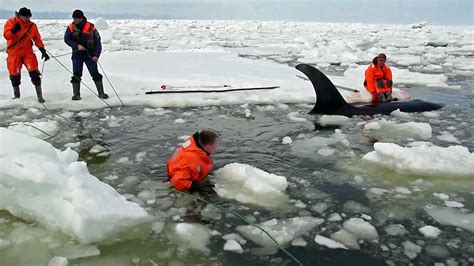 Eight-hour rescue mission frees orcas trapped by ice in Russia's Far ...