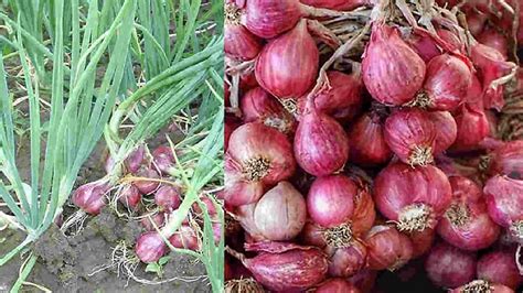 PANEN DAN PASCA PANEN BAWANG MERAH - DInas Tanaman Pangan dan Hortikultura